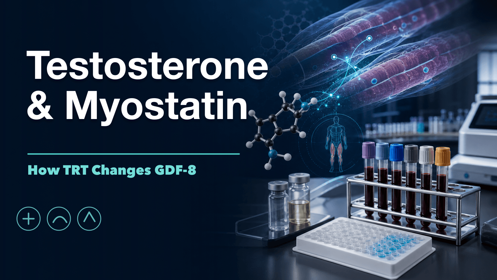 Testosterone and Myostatin: How TRT Lowers GDF-8 article visual