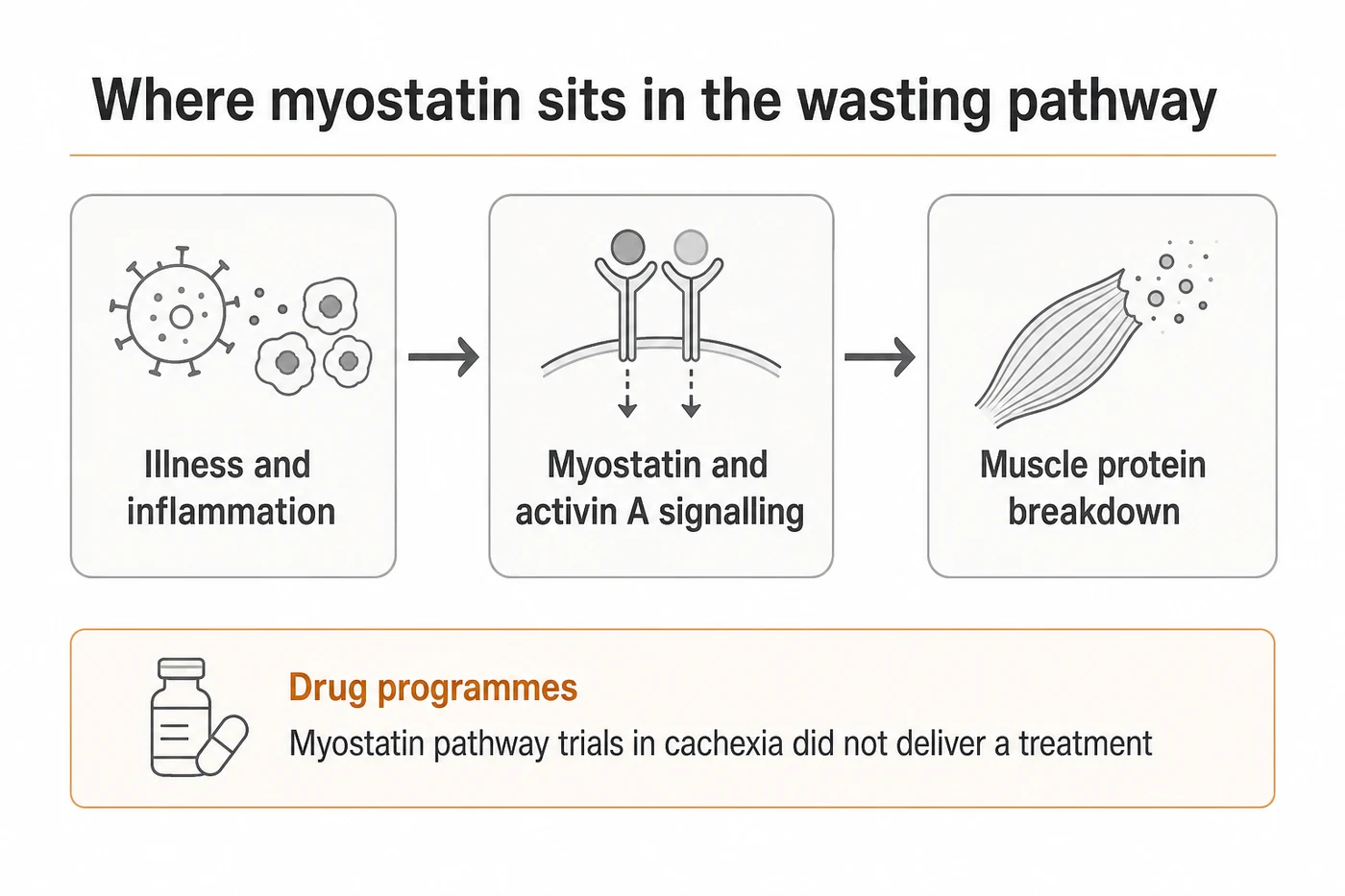 Where myostatin and activin A sit in the cachexia wasting pathway, and why the drug programmes did not deliver a treatment