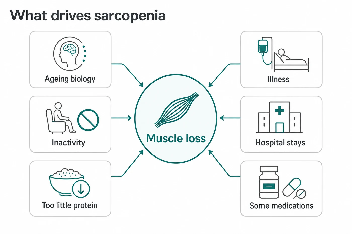 What contributes to sarcopenia: ageing biology, inactivity, low protein intake, illness, hospitalisation and medication